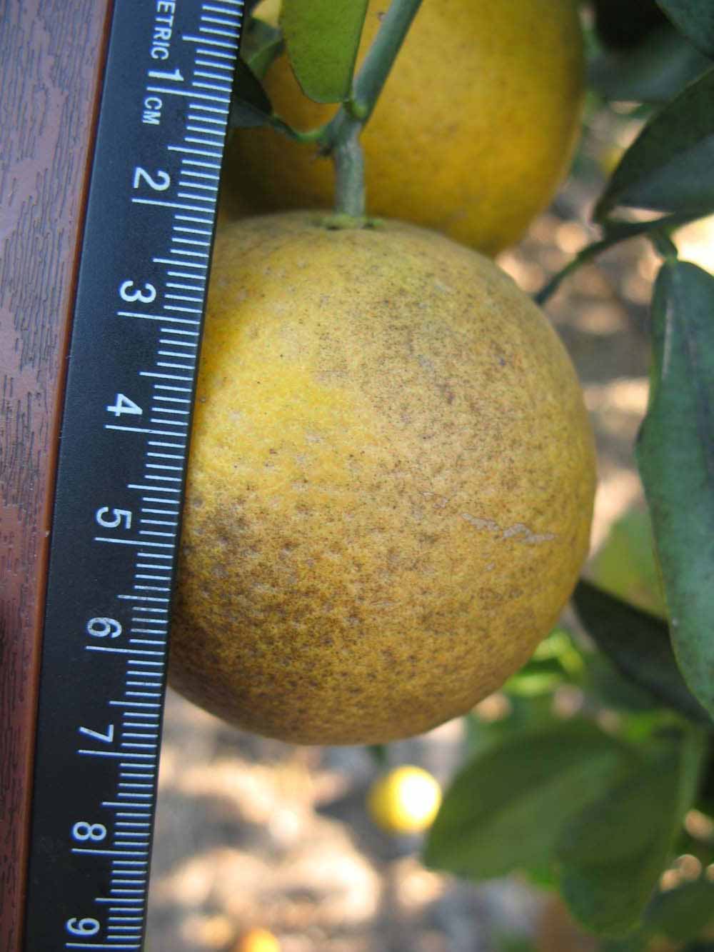            Fruit (Winter Haven, FL)   